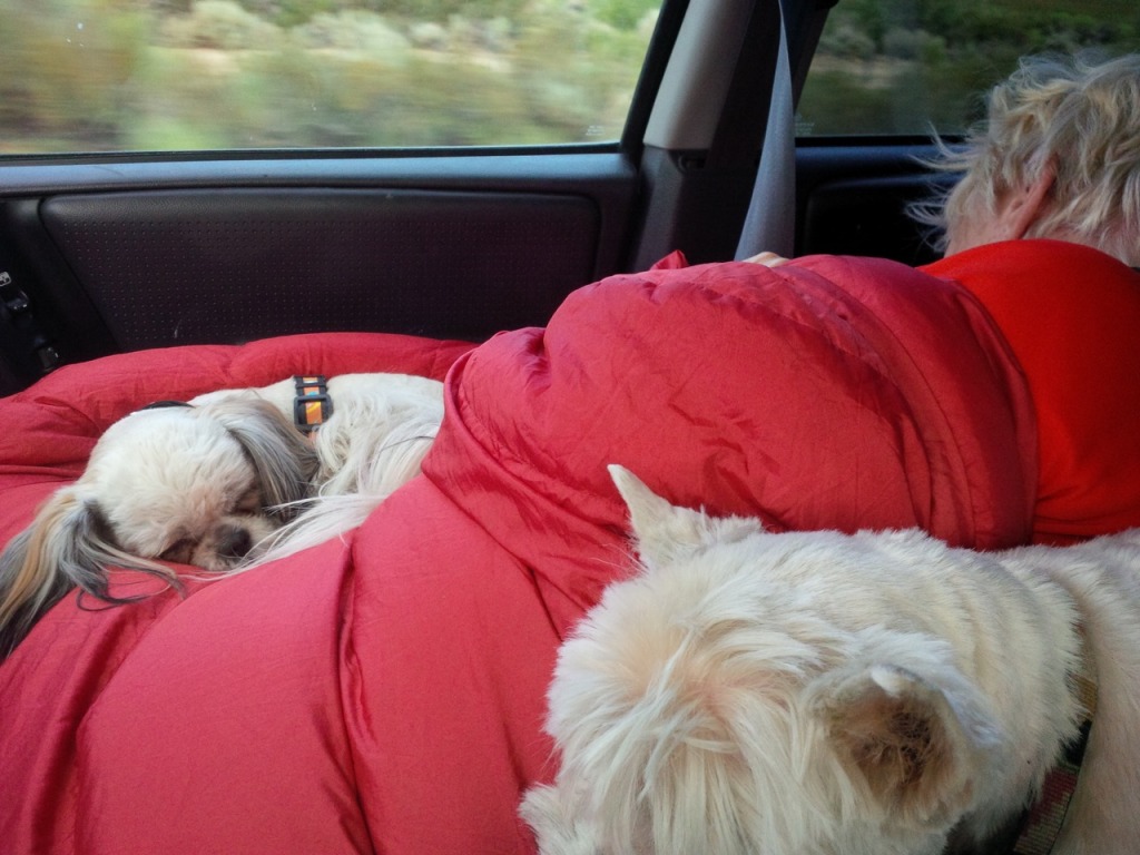 THE WAY WE ROLL. KR, Squirt and Lilly enjoy the sleeping bag while Yours Truly drives back from Mammoth